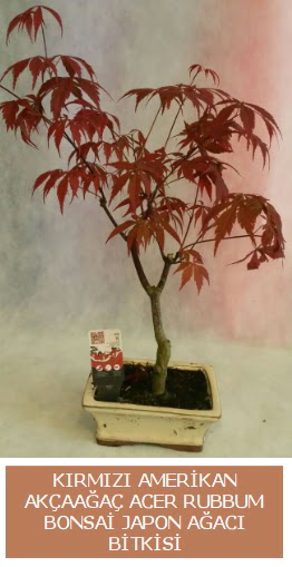 Amerikan akaaa Acer Rubrum bonsai Dutluk iek maazas 