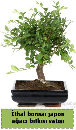 thal bonsai saks iei Japon aac sat afaktepe cicekciler , cicek siparisi 