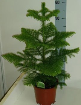 60 cm Salon am araucaria heterophylla Mamak internetten iek sat 