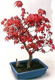 Amerikan akaaa bonsai bitkisi Hseyingazi iek gnderme 