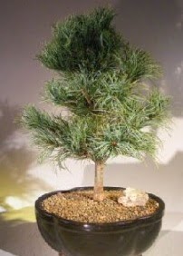 am aac bonsai bitkisi sat Mamak iek online iek siparii 