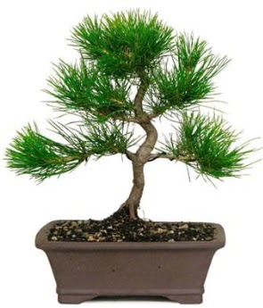 Bonsai am aac japon aac bitkisi kaliteli taze ve ucuz iekler 