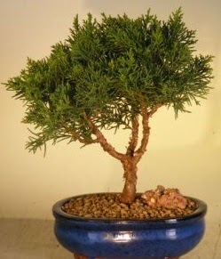 Servi am bonsai japon aac bitkisi Hseyingazi iek gnderme 