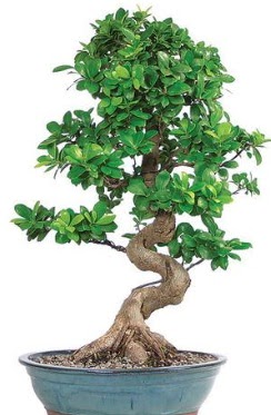 Yaklak 70 cm yksekliinde ithal bonsai Cebeci sevgilime hediye iek 
