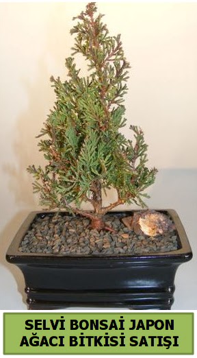 Selvi am japon aac bitkisi bonsai Cebeci sevgilime hediye iek 