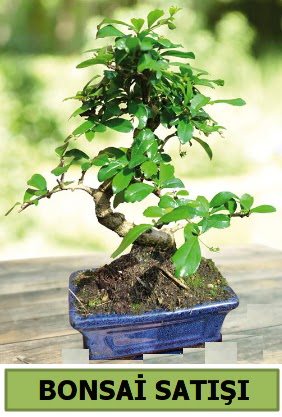 am bonsai japon aac sat Siteler 14 ubat sevgililer gn iek 