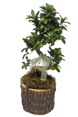 Doal ktkte bonsai saks bitkisi afaktepe cicekciler , cicek siparisi 