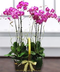 7 dall mor lila orkide Akdere nternetten iek siparii 