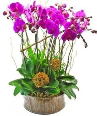 Ahap ktkte lila mor orkide 8 li kaliteli taze ve ucuz iekler 