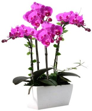 Seramik vazo ierisinde 4 dall mor orkide Siteler 14 ubat sevgililer gn iek 