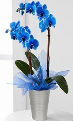 Seramik vazo ierisinde 2 dall mavi orkide ahintepe mahallesi iekiler 