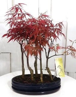 5 adet japon akaaa bonsai iei Siteler 14 ubat sevgililer gn iek 