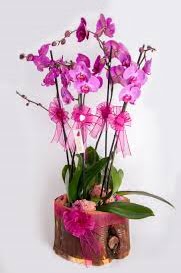 4 dall ktk ierisibde mor orkide Siteler 14 ubat sevgililer gn iek 