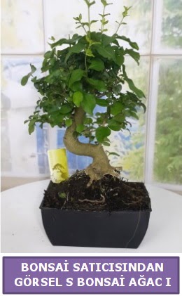 S dal erilii bonsai japon aac Siteler 14 ubat sevgililer gn iek 