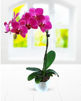 Tek dall mor orkide Siteler 14 ubat sevgililer gn iek 