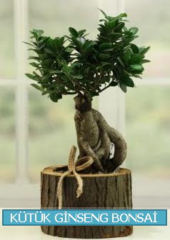 Ktk aa ierisinde ginseng bonsai Akdere nternetten iek siparii 