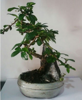 S eklinde ithal bonsai aac Hseyingazi iek gnderme 