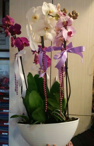 Mor ve beyaz ve pembe 6 dall orkide Mamak iek online iek siparii 
