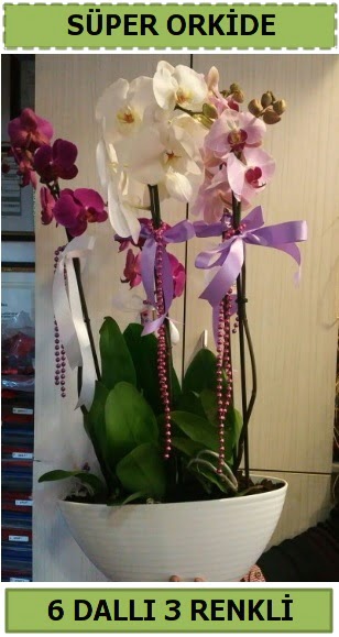 6 dall 3 renk zel vazoda orkide iei Siteler 14 ubat sevgililer gn iek 