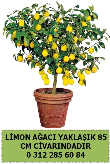 Limon aac bitkisi Siteler 14 ubat sevgililer gn iek 