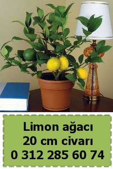 Limon aac bitkisi Cebeci sevgilime hediye iek 