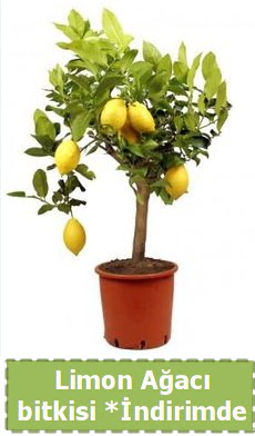 Limon aac bitkisi Ev iin limon bitkisi ahintepe mahallesi iekiler 