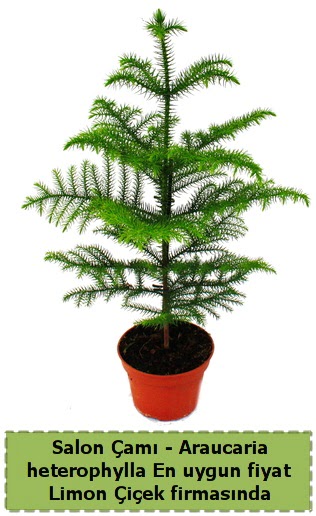 Araucaria heterophylla Salon am tek dall Siteler 14 ubat sevgililer gn iek 