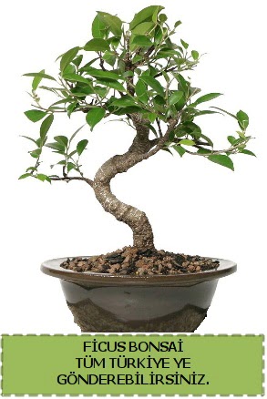 Ficus bonsai Akdere nternetten iek siparii 