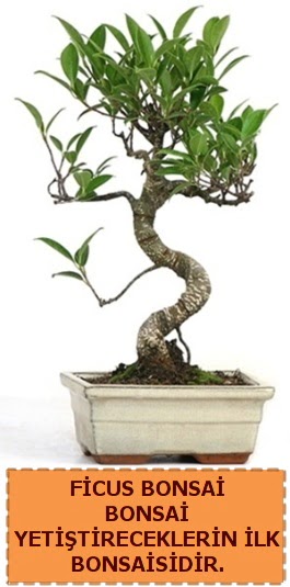 Ficus bonsai 15 ile 25 cm arasndadr Hseyingazi iek gnderme 