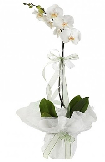Tekli Beyaz Orkide Dikimevi gn iek yolla 