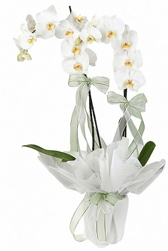 ift Dall Beyaz Orkide Trkz , ieki , iekilik 