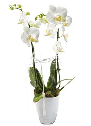 2 dall beyaz seramik beyaz orkide sakss Akdere nternetten iek siparii 