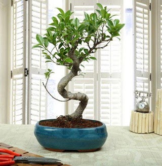 Amazing Bonsai Ficus S thal Dutluk iek siparii vermek 