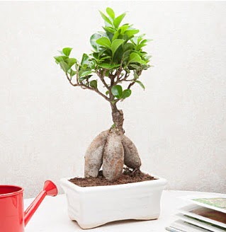 Exotic Ficus Bonsai ginseng Kkkaya online iek gnderme