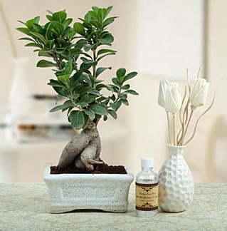 Ginseng ficus bonsai Abidinpaa iek yolla , iek gnder 