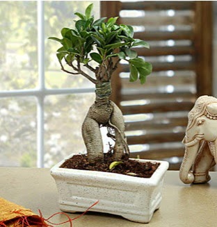 Marvellous Bonsai ginseng irintepe yurtii iek siparii 