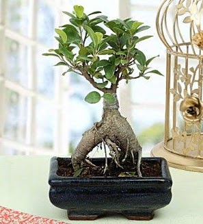 Appealing Ficus Ginseng Bonsai Trkz , ieki , iekilik 