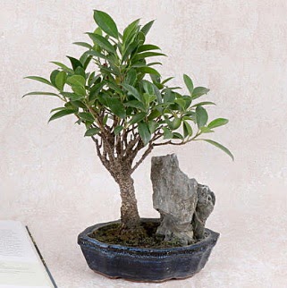 Japon aac Evergreen Ficus Bonsai Akdere nternetten iek siparii 