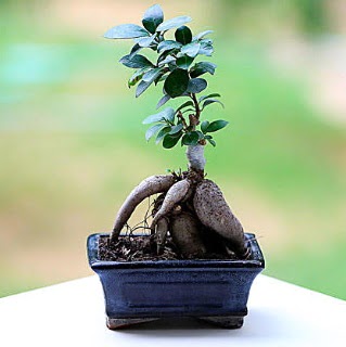 Marvellous Ficus Microcarpa ginseng bonsai Yeilbayr gvenli kaliteli hzl iek 