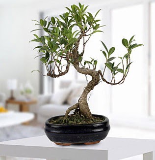 Gorgeous Ficus S shaped japon bonsai Hseyingazi iek sat 