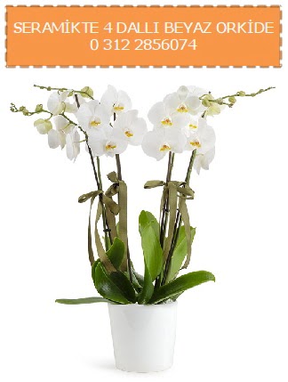 Seramikte 4 dall beyaz orkide Abidinpaa iek yolla , iek gnder 