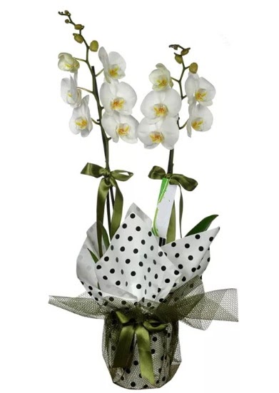 ift Dall Beyaz Orkide Saimekadn iek siparii 