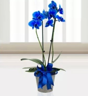 ift dall mavi orkide Siteler 14 ubat sevgililer gn iek 