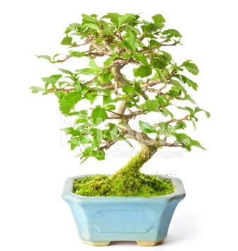 S zerkova bonsai ksa sreliine afaktepe cicekciler , cicek siparisi 