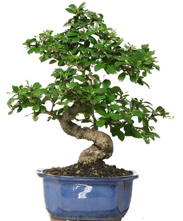 21 ile 25 cm aras zel S bonsai japon aac Cebeci sevgilime hediye iek 