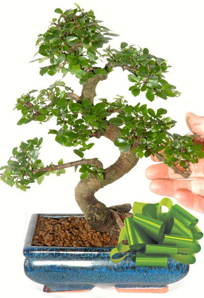 Yaklak 25 cm boyutlarnda S bonsai irintepe yurtii iek siparii 