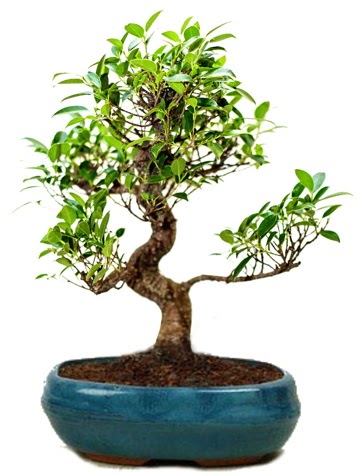 25 cm ile 30 cm aralnda Ficus S bonsai Akdere nternetten iek siparii 