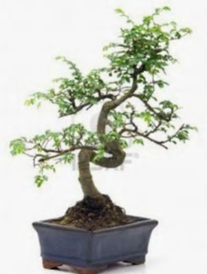 S gvde bonsai minyatr aa japon aac Siteler 14 ubat sevgililer gn iek 