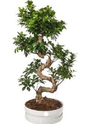 90 cm ile 100 cm civar S peyzaj bonsai Akdere nternetten iek siparii 