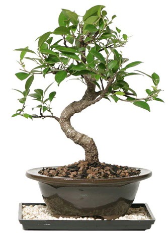 Altn kalite Ficus S bonsai Cebeci sevgilime hediye iek  Sper Kalite